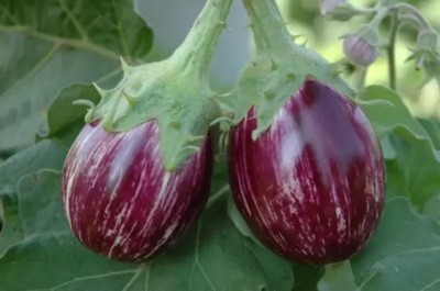 MAA Brinjal CVK, Brinjal Purple round, Eggplant Seed(230 per packet)