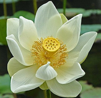 LPR LOTUS,KAMAL Seed(20 per packet)