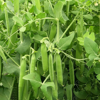 Qualtivate PUA-6A Sugar Daddy Snap Pea Seeds Seed(200 per packet)