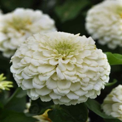 VibeX XLR-74 - Zinnia Double White Color Flower | F1 Hybrid - (30 Seeds) Seed(30 per packet)