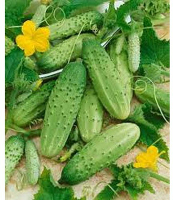 WHYGI Cucumber Centella F1 Seed-CuC_1228 Seed(250 per packet)