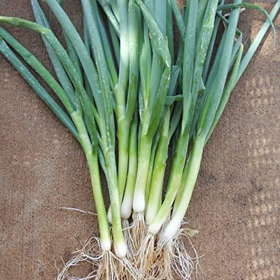 WILLVINE TLX-602 Welsh Bunching Onion Green Seed(1000 per packet)