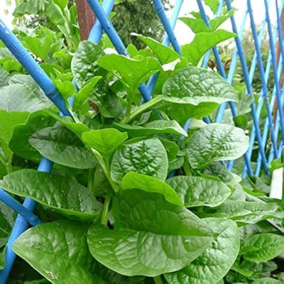 KUSH Malabar Spinach Seed(100 per packet)