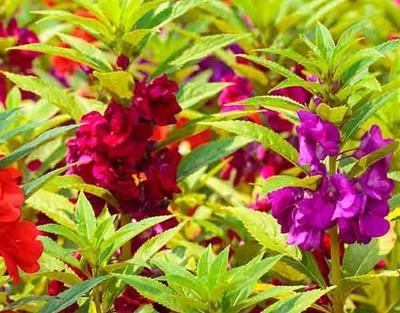 CYBEXIS Rose balsam-50 Seeds Seed(50 per packet)