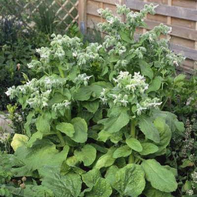 VibeX VVI-72 - White Borage Herb - (1350 Seeds) Seed(1350 per packet)