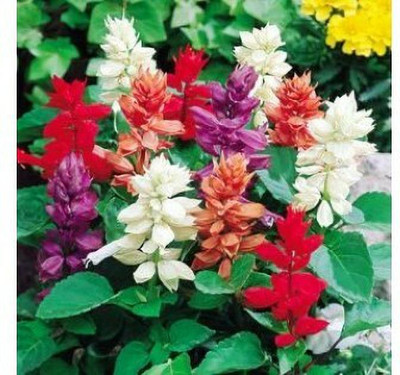 XOLDA Salvia flower Seed(50 per packet)