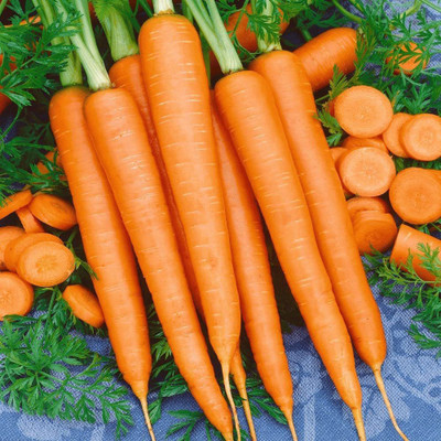 VibeX ® VMR-268 Tendersweet Carrot Seeds Seed(500 per packet)