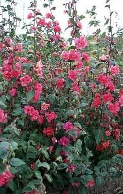Aywal Clarkia Elegance Double mixed flower Seed(20 per packet)