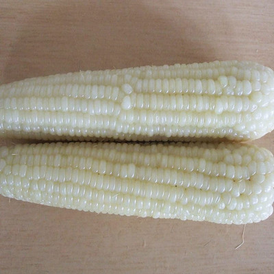 CYBEXIS F54White Corn Seeds2000 Seeds Seed(2000 per packet)