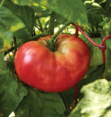 Biosnyg Fast Growing Brandywine Pink Tomato Vegetable Seeds For Gardening - (2000 Seeds) Seed(2000 per packet)