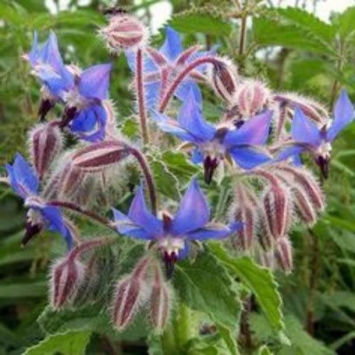 CYBEXIS VVI-89 - Blue Borage Herb - (450 Seeds) Seed(450 per packet)