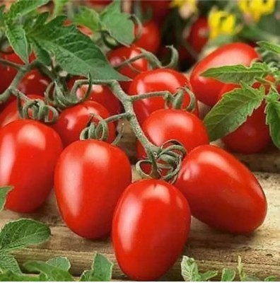 DHENU PRASAD 83 F1 Hybrid Oval Long Tomato Seed(83 per packet)