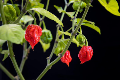 Biosnyg Open-Pollinated Hot Carolina Reaper Chilli Seeds For Planting-(4000 Seeds) Seed(4000 per packet)