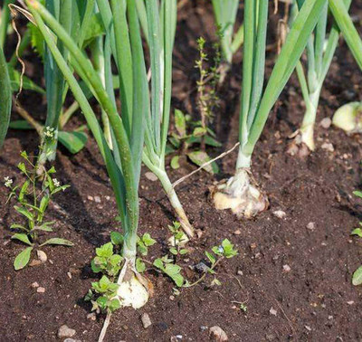 VibeX XLR-74 - Vidalia Sweet Onion - (4500 Seeds) Seed(4500 per packet)
