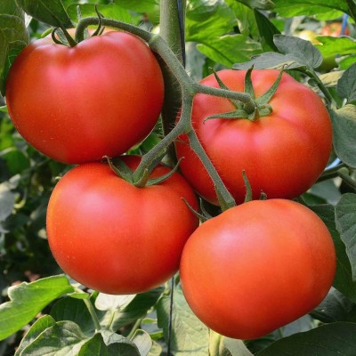 Qualtivate PUA-7A Tomato Garden - Big Beef Hybrid Seed(300 per packet)