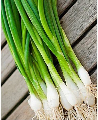 CYBEXIS XLR-91 - Green Welsh Onion Bunching - (1500 Seeds) Seed(1500 per packet)