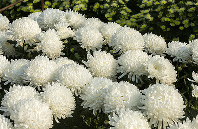 Liance Chrysanthemum flower Seed(100 per packet)