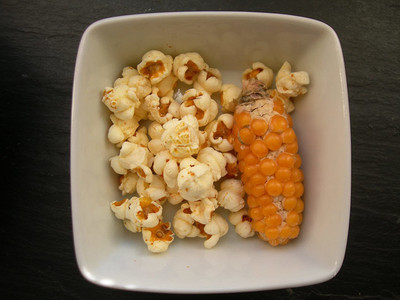 CYBEXIS F1 Hybrid Pop-Corn (Tom Thumb Seeds Zea Mays L.) – Pop Corn Maize2000 Seeds Seed(2000 per packet)