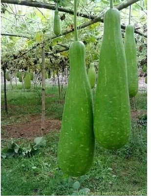 ME Traders BOTTLE GOURD Seed(10 per packet)