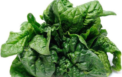 CYBEXIS XLR-6 - Winter Spinach Giant - (750 Seeds) Seed(750 per packet)