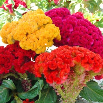 UGRA Celosia Chief Mix seeds Seed(25 per packet)