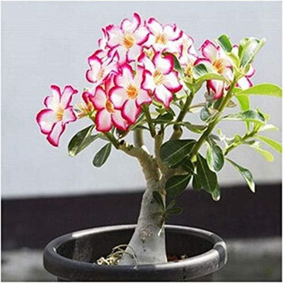 Qualtivate VXI-159 Adenium Obesum Desert Roses Seed(30 per packet)