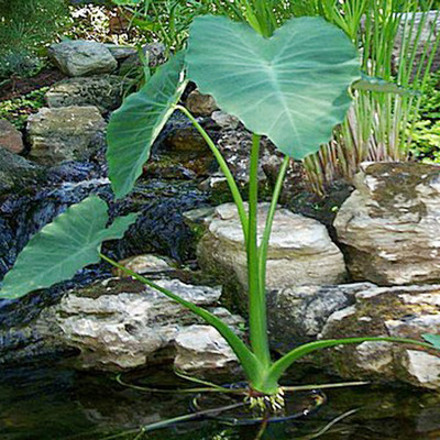 SREE Taro Root,Kachu Root Seed(5 per packet)