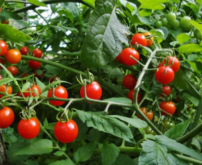 BASF tomato Seed(70 per packet)