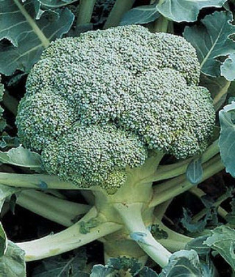 CYBEXIS XL-97 - Gypsy Broccoli - (1350 Seeds) Seed(1350 per packet)