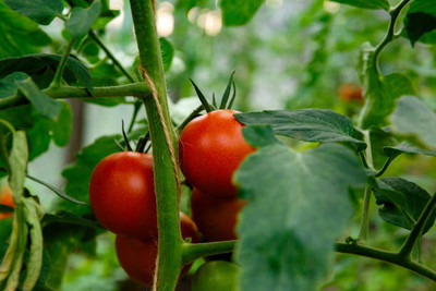 PRATEEBHA TRADERS tomato Seed(155 per packet)