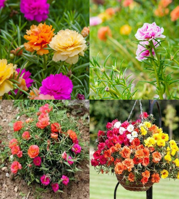 ibains Portulaca flower seeds all colours bij 72 Seed(72 per packet)