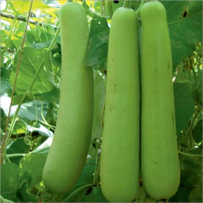 BJUBAS Organic Bottle gourd seeds PACK OF 67 Seed(67 per packet)