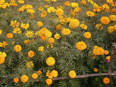 ZIFR marigold/gende ka phool flower seeds Seed(50 per packet)