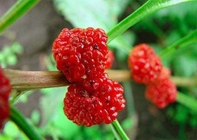 VibeX ® VLR-354 Spinach, Strawberry (Chenopodium capitatum) Seed(500 per packet)