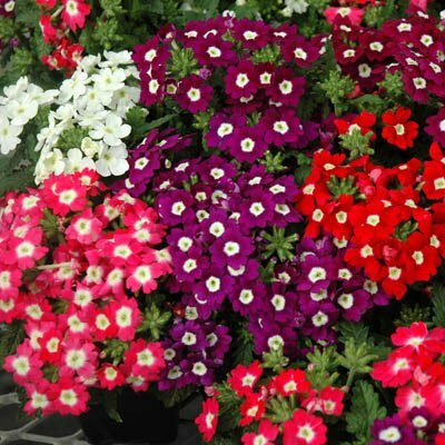 ACCELCROP Verbena- Mammoth Mix Seed(20 per packet)