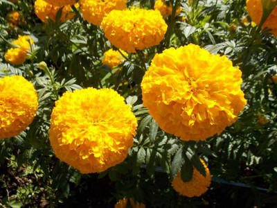 ZAKSCO BIZWORTH marigold,gende ka phool seeds Seed(20 per packet)