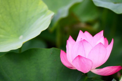 Kritharth Creation lotus,kamal gatta Seed(10 per packet)