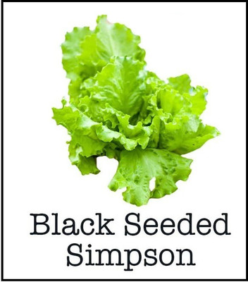 CYBEXIS KGF -88 - Black ed Simpson Lettuce - (150 Seeds) Seed(150 per packet)