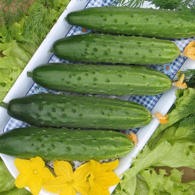 Qualtivate RES-3A Indoor Cucumber Self-Pollinated Zozula F4 Seed(300 per packet)