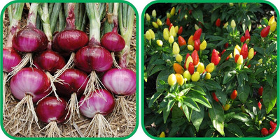 WILLVINE SYN -XVI Ornamental Chilli And Red Onion[50gm, 10000 Seeds] Seed(10000 per packet)