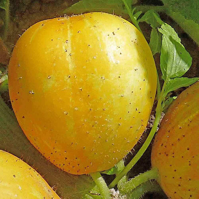 VibeX ® VLR-553 Lemon Cucumber Seeds Seed(200 per packet)
