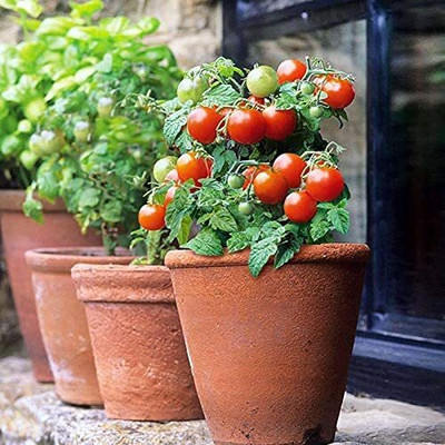 Aywal High Yield Tomato F1 RED Ruby Hybrid Seed(900 per packet)