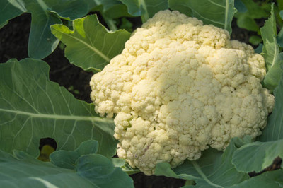 SIDDHI VINAYAK GALLERY white cauliflower,gobhee seeds Seed(13 per packet)