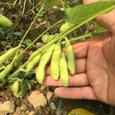 KNESSiN Green Bush Bean Seed(50 per packet)