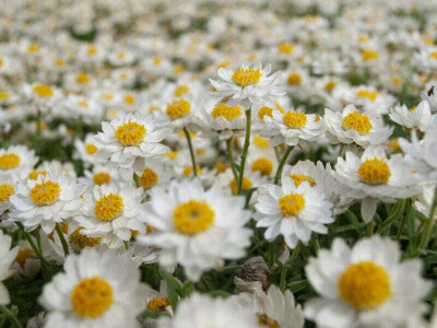 XOLDA Exotic daisy white Seed(15 per packet)