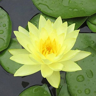 ibains Yellow water lily flower seed Seed(5 per packet)