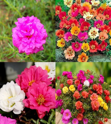 ibains 18 o clock flower seeds bij 51 Seed(67 per packet)