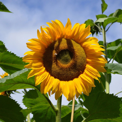 Sunway Sunflower Seeds - Mammoth Grey-Stripe Surajmukhi Seed(30 per packet)