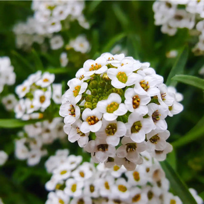 VINGTON White Alyssum Seed(80 per packet)
