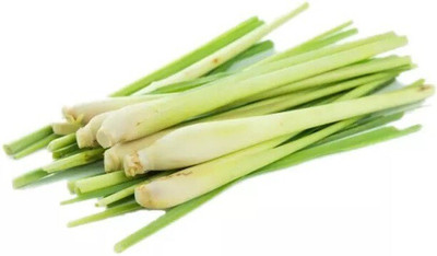 Quentova Lemon Grass Herbs seeds for home garden-HQ-4I Seed(50 per packet)